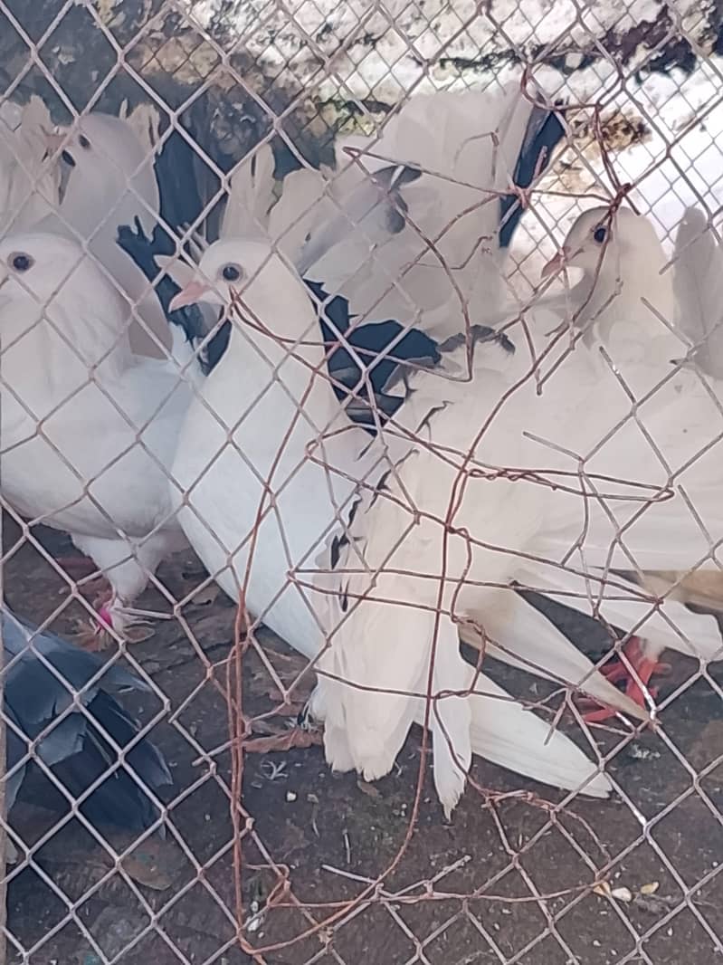 Fancy Pigeon 1