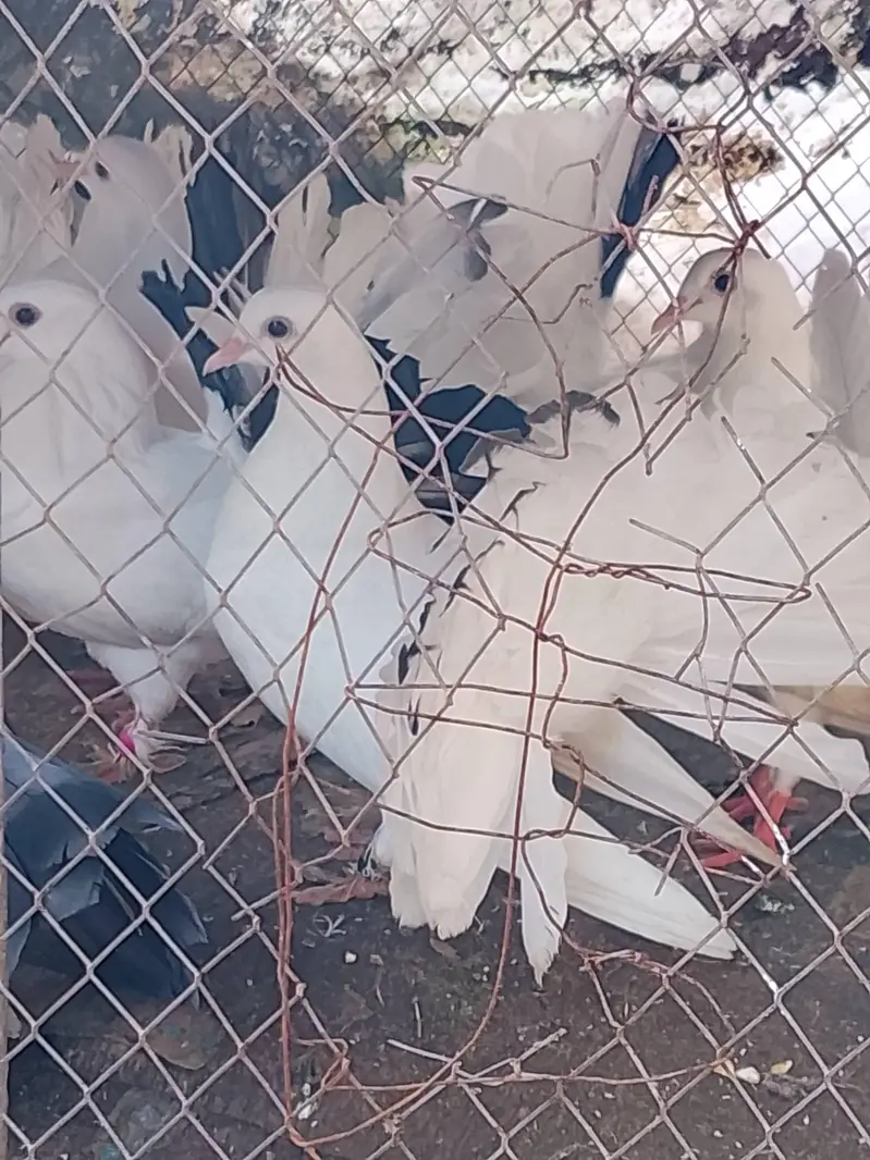 Fancy Pigeon — photo 2