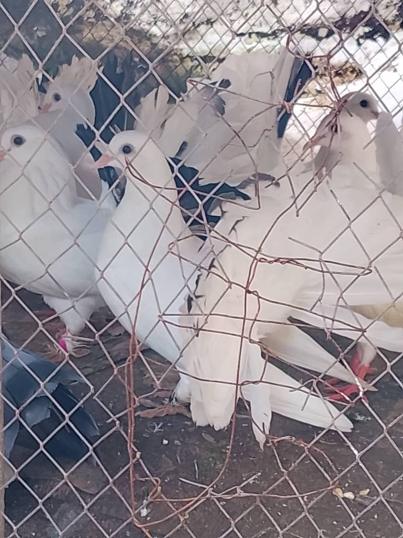 Fancy Pigeon 2