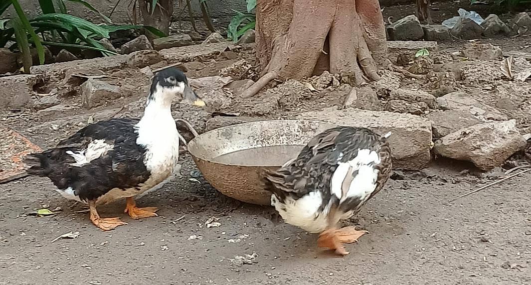 Ducks 0