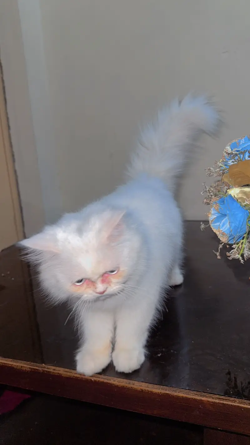 Cats with Good habits — photo 2