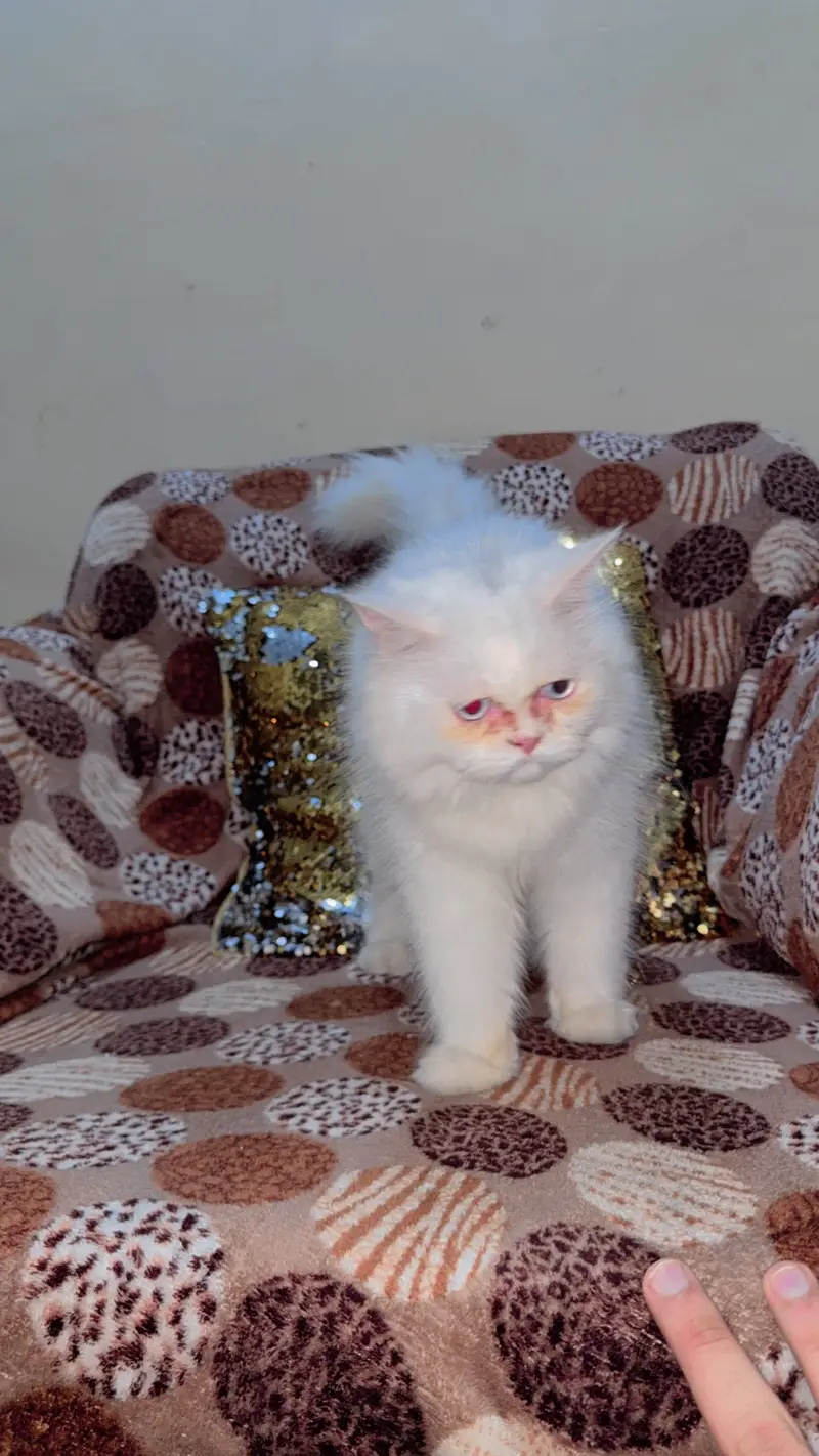 Cats with Good habits — photo 3