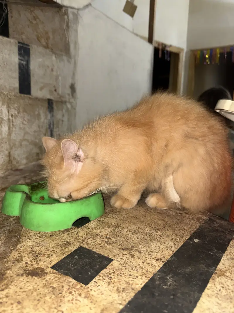 Cats with Good habits — photo 6