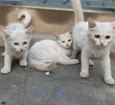three cats