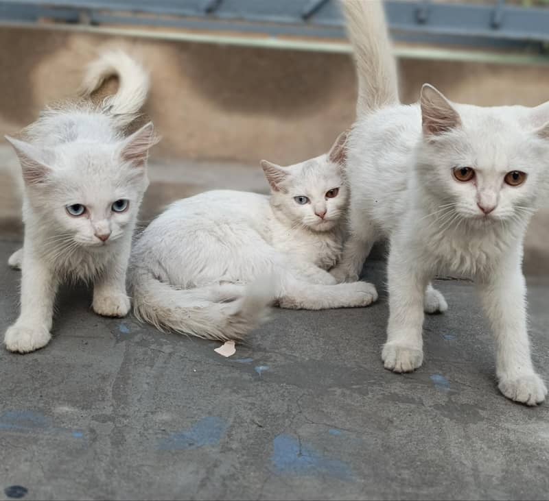 three cats 0