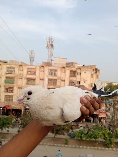 pigeon   ok hai koi masla nhi hai paisay ki need hai jab Bhi sale kar