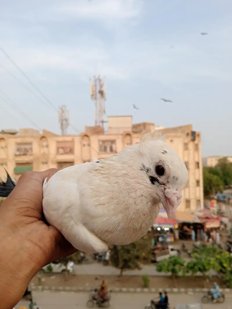 pigeon   ok hai koi masla nhi hai paisay ki need hai jab Bhi sale kar — photo 2