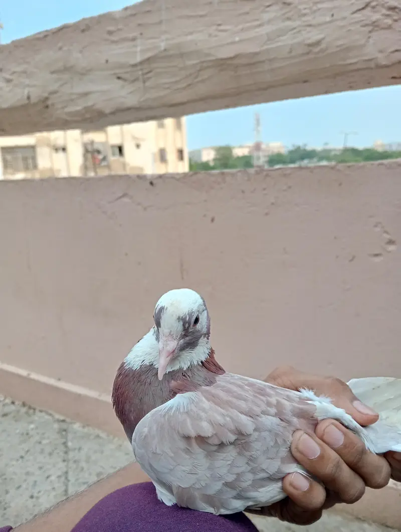 pigeon   ok hai koi masla nhi hai paisay ki need hai jab Bhi sale kar — photo 3