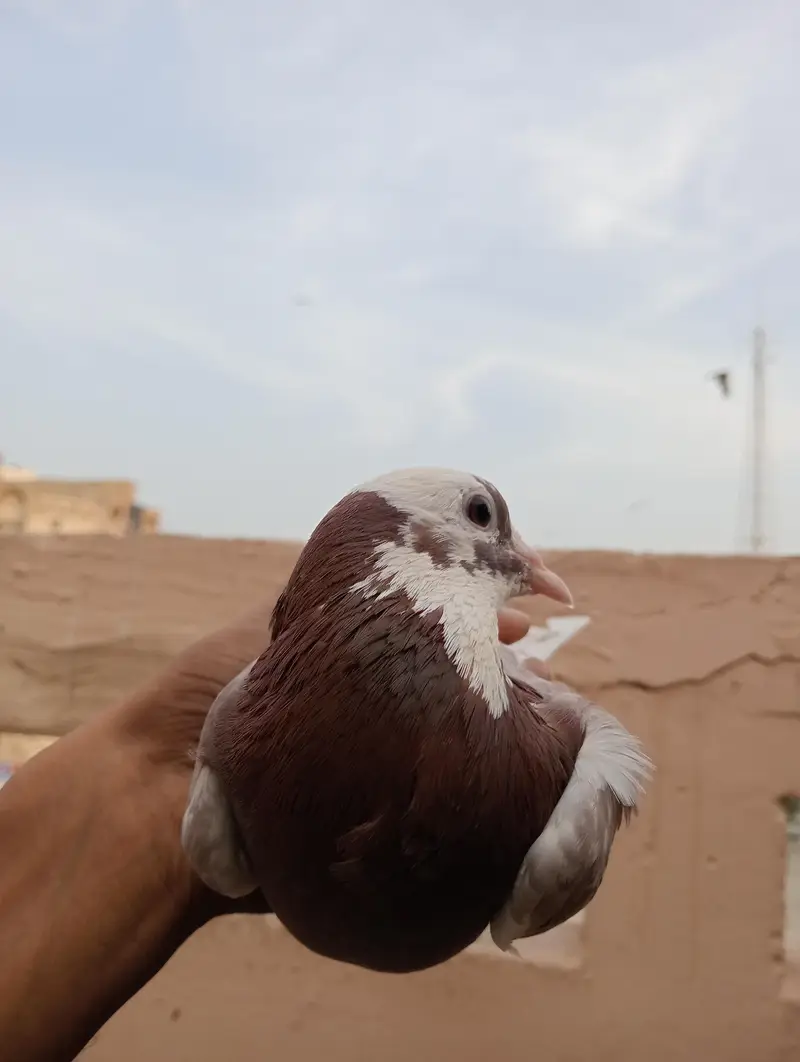 pigeon   ok hai koi masla nhi hai paisay ki need hai jab Bhi sale kar — photo 4