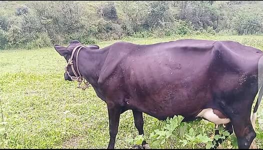 Jersey cow for sale