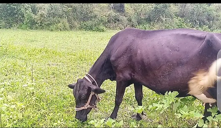 Jersey cow for sale — photo 2