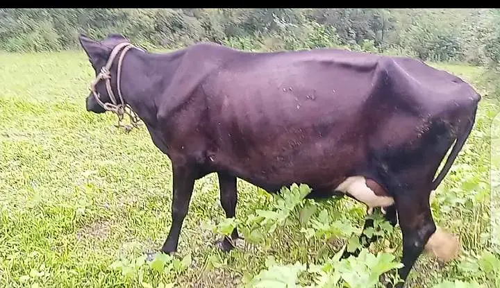 Jersey cow for sale — photo 3