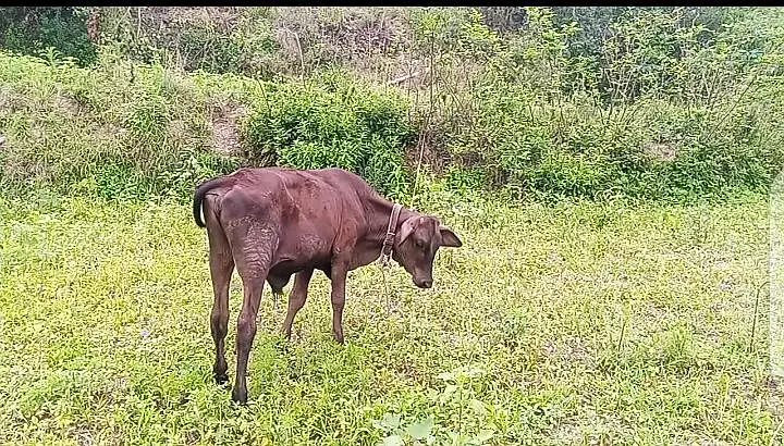 Jersey cow for sale — photo 4