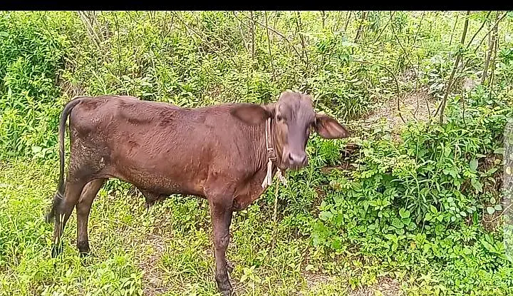 Jersey cow for sale — photo 5