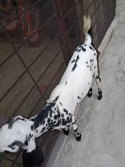 Pair Female Goat For Sale