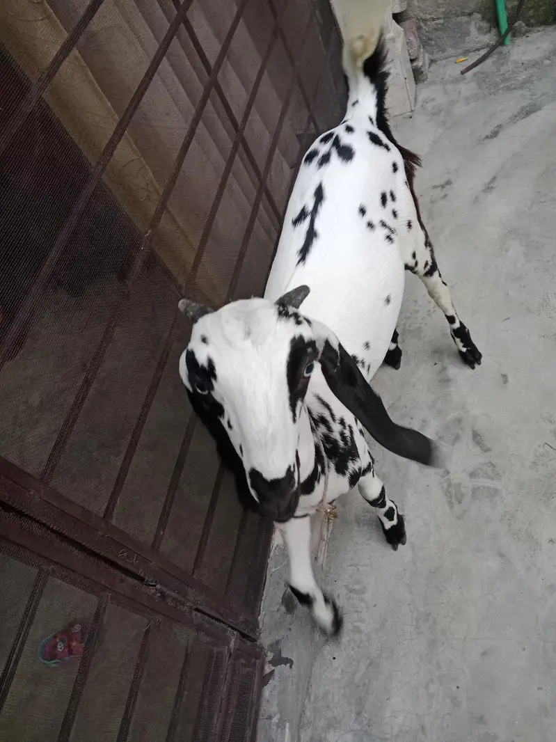 Pair Female Goat For Sale — photo 3