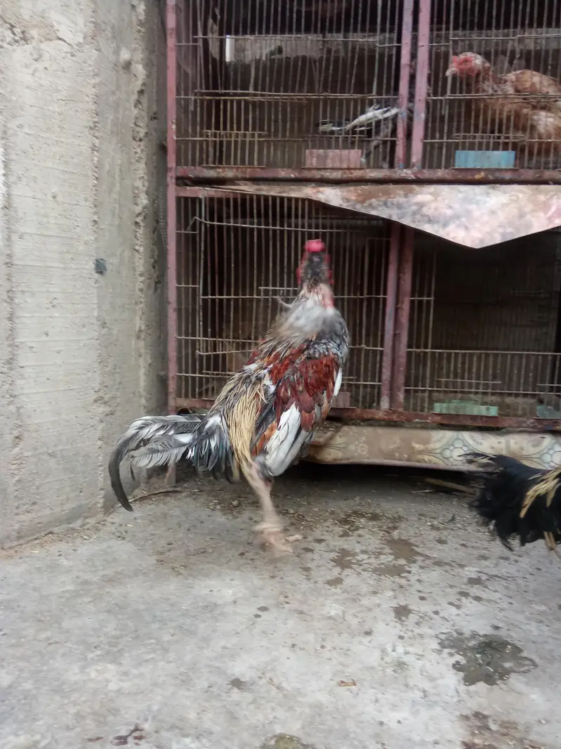 Aseel saletha pair — photo 3