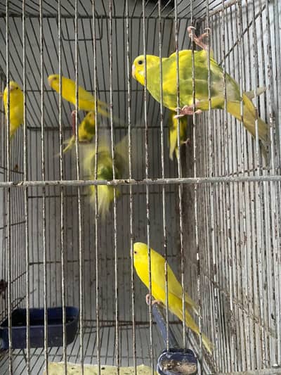 budgie healthy pair sale 700