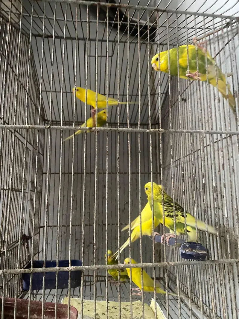 budgie healthy pair sale 700 — photo 2