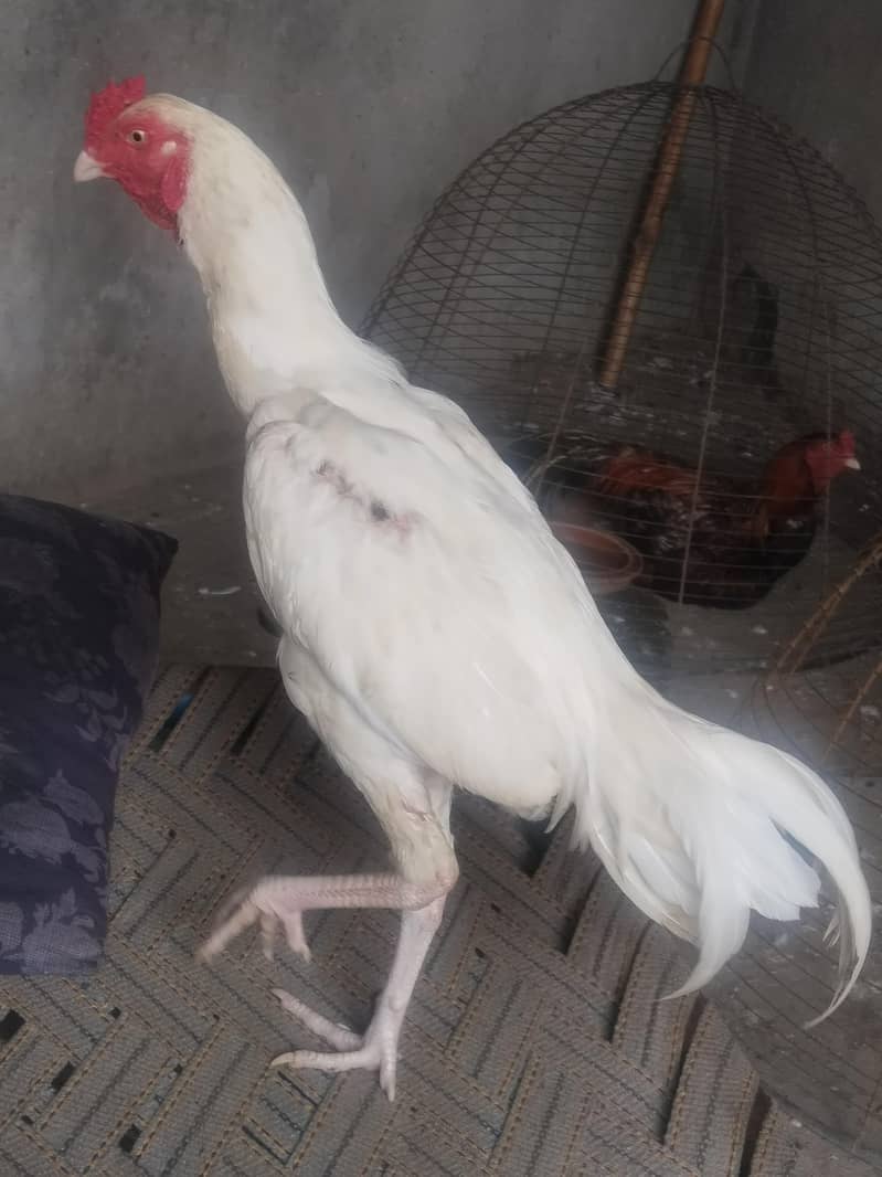 murga 1
