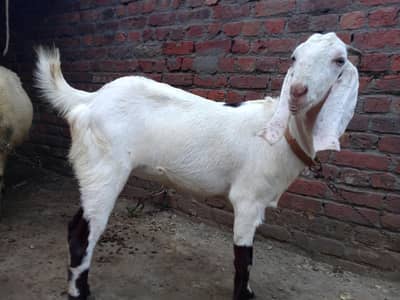2 baqri urjant salee Karni ha 2mont paragnat Howa ha abi