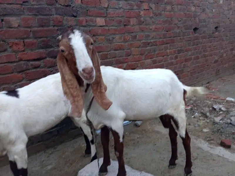 2 baqri urjant salee Karni ha 2mont paragnat Howa ha abi — photo 2