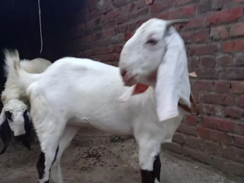 2 baqri urjant salee Karni ha 2mont paragnat Howa ha abi — photo 3