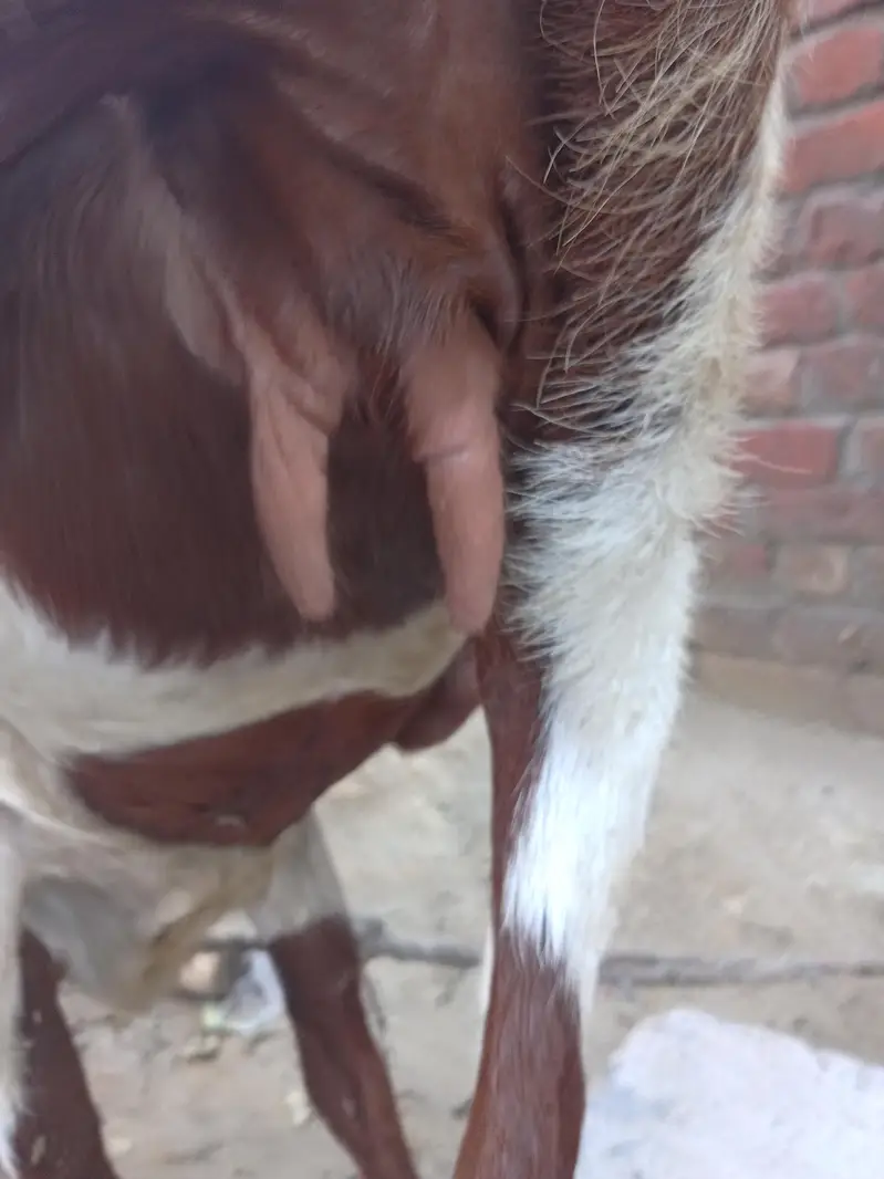 2 baqri urjant salee Karni ha 2mont paragnat Howa ha abi — photo 4