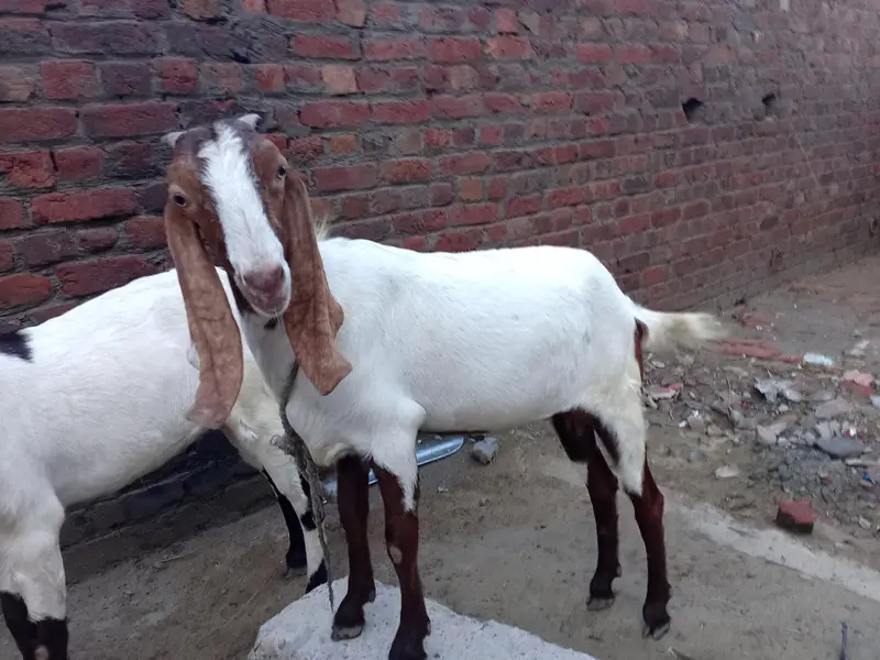 2 baqri urjant salee Karni ha 2mont paragnat Howa ha abi — photo 5