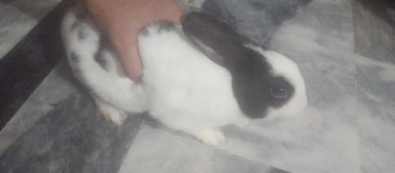 my rabbit 0