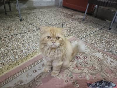 training full lovely name simba triple cort