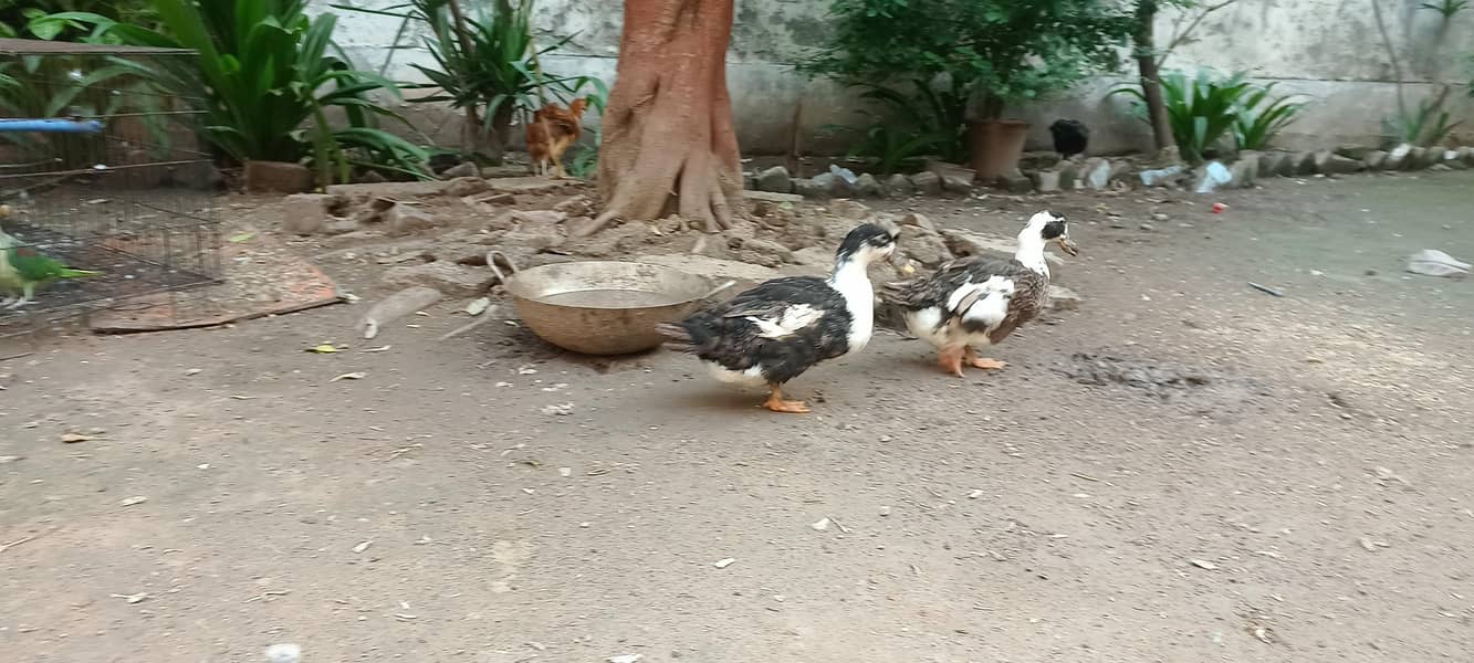 Ducks 1