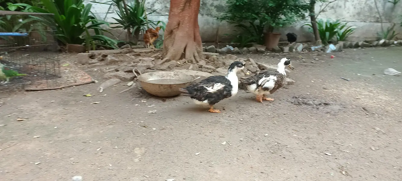 Ducks — photo 2