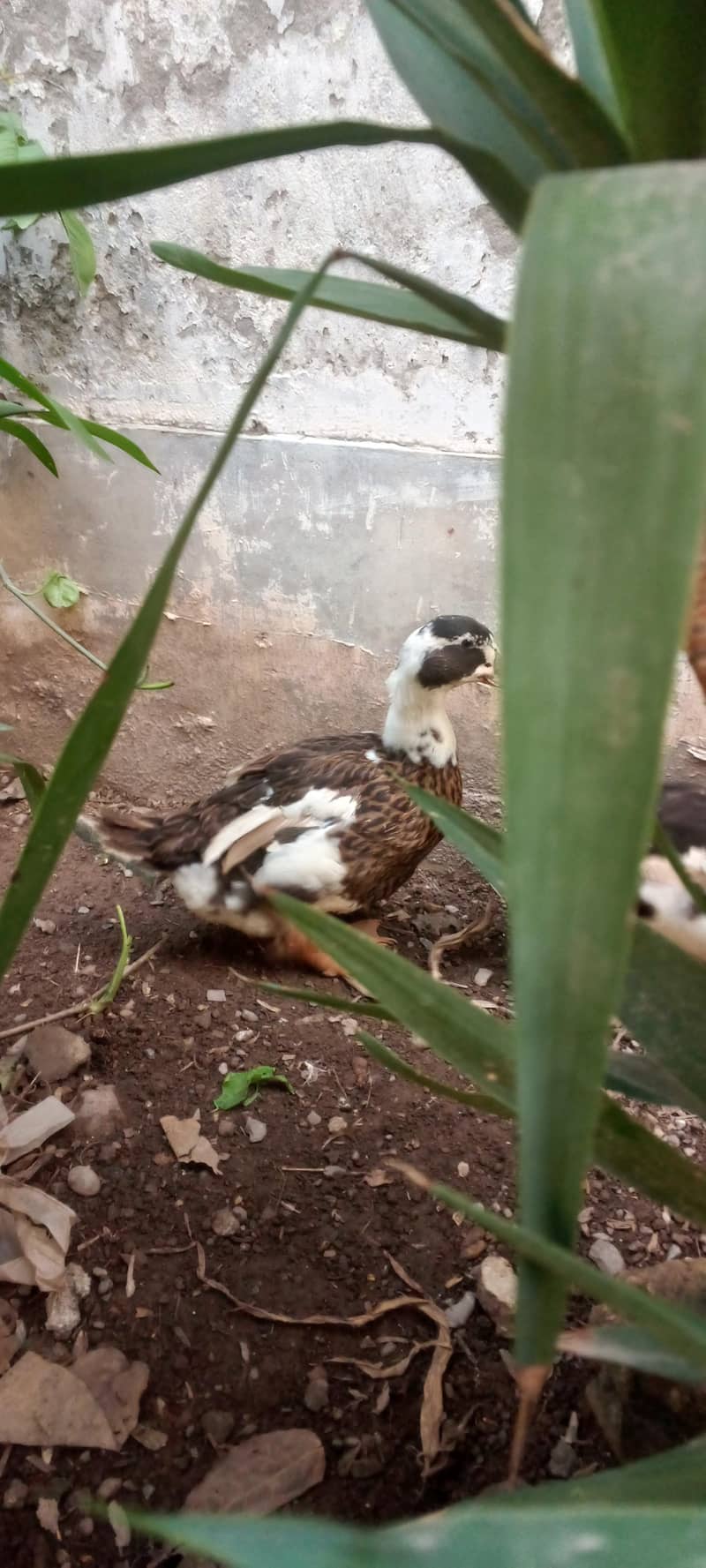 Ducks 2