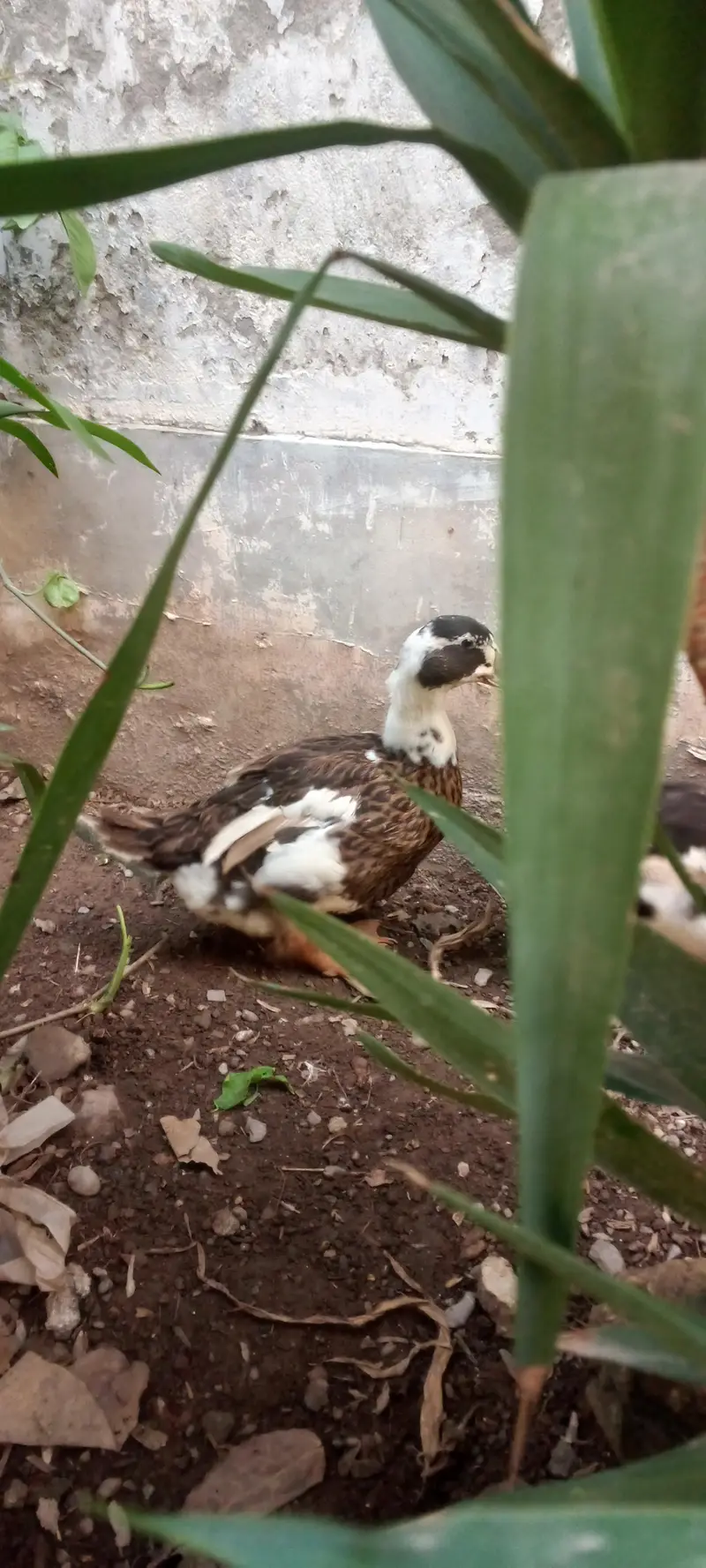 Ducks — photo 3
