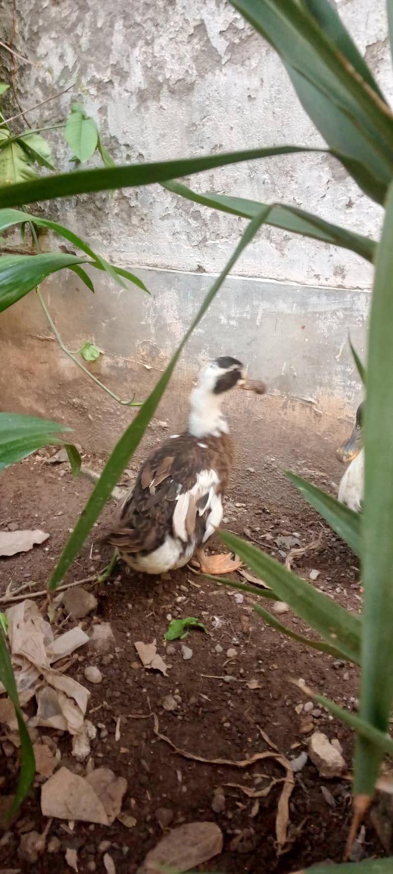Ducks 3