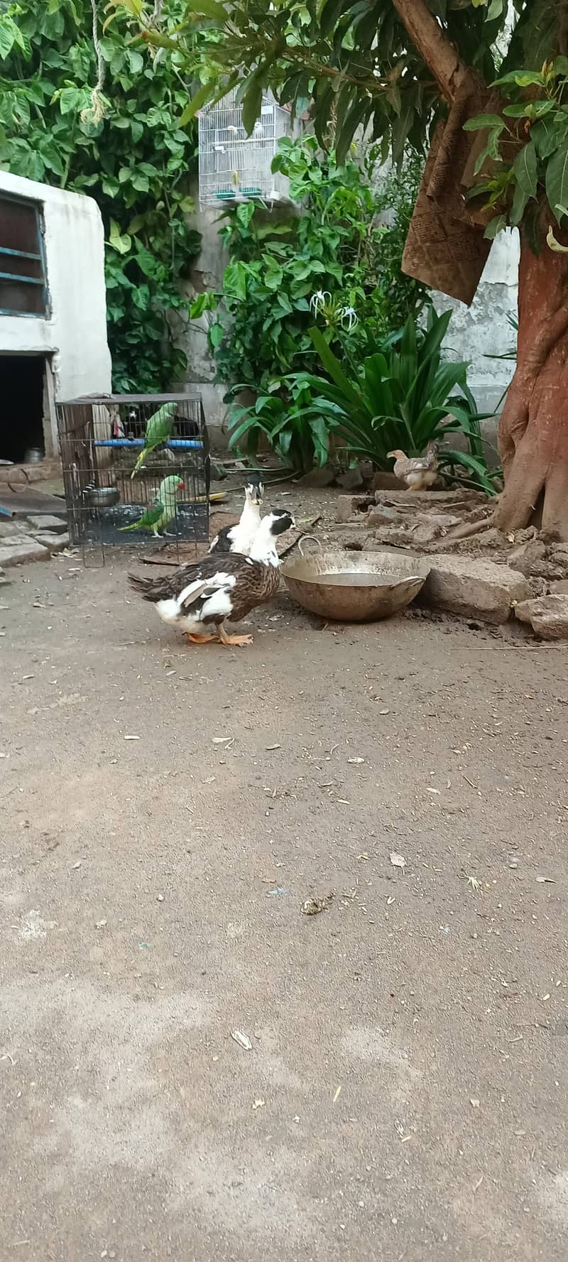 Ducks 4