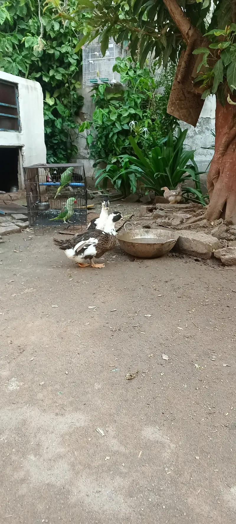 Ducks — photo 5