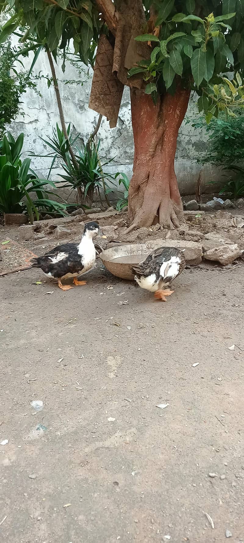 Ducks 5