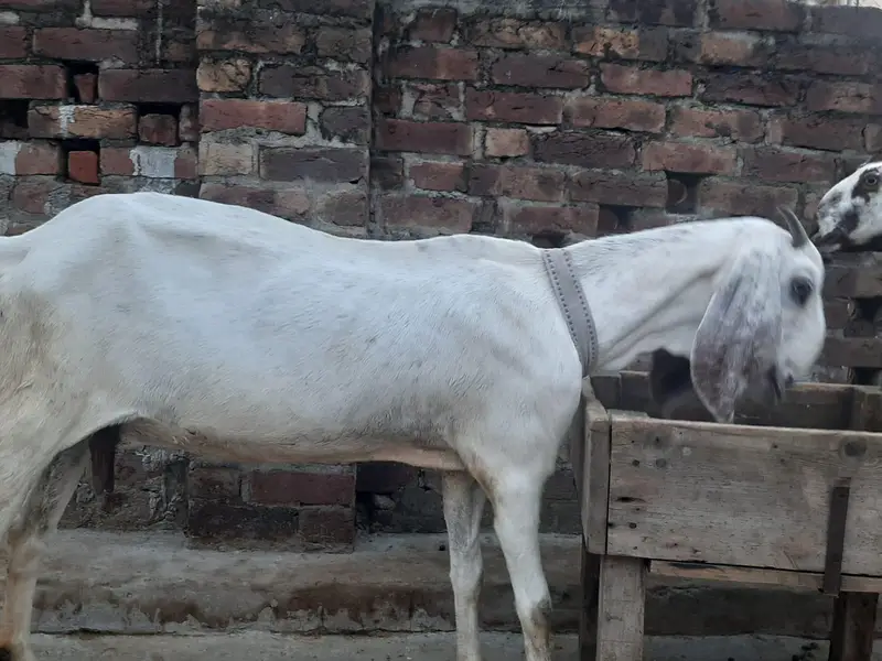 Desi bakriyan — photo 3
