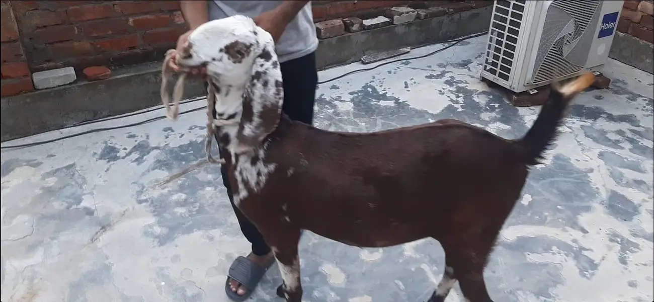 Desi bakriyan — photo 7