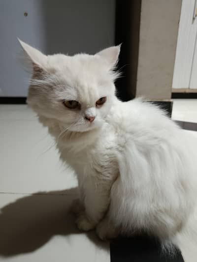 persian cat