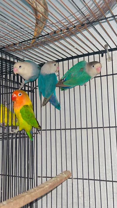 Love birds