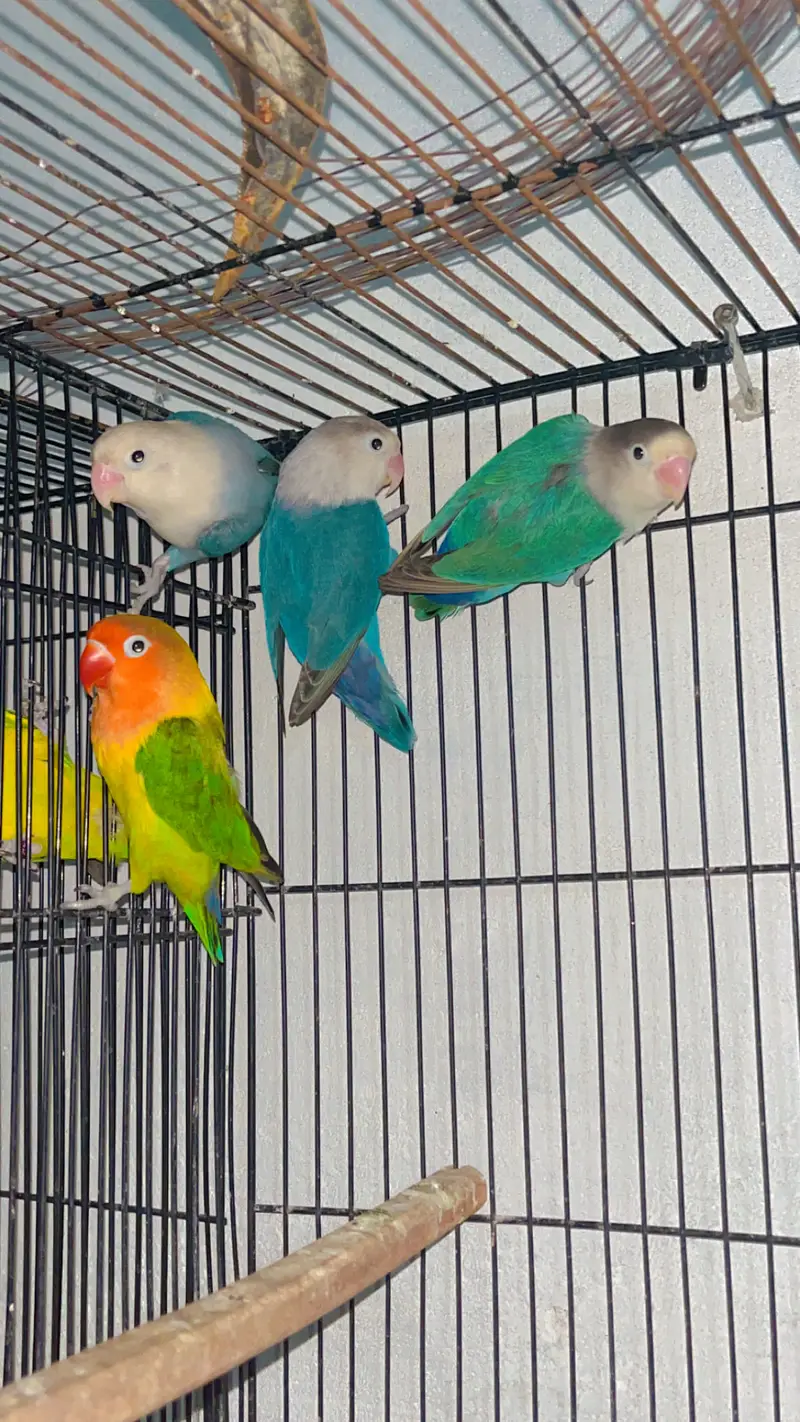 Love birds