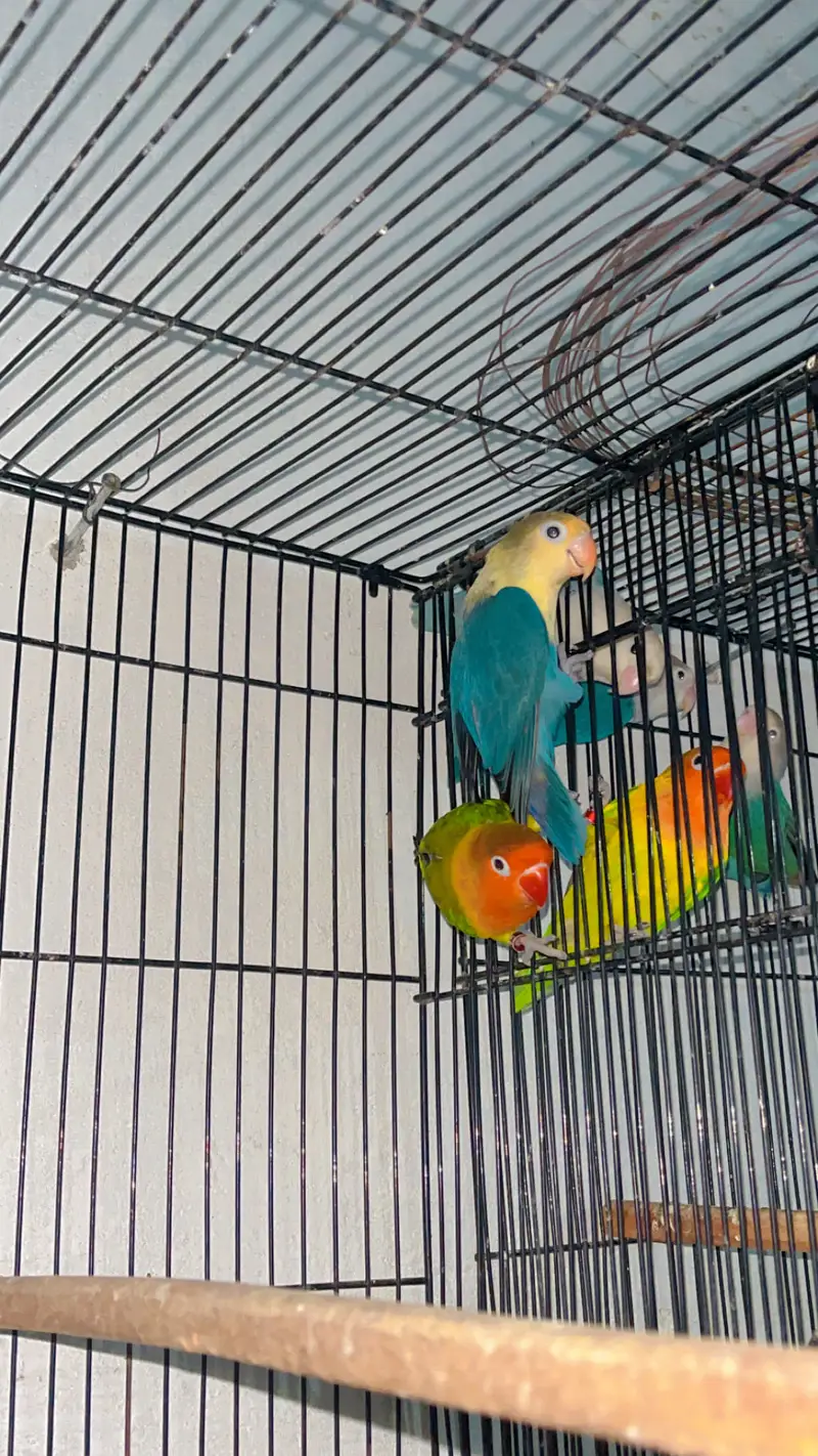 Love birds — photo 2