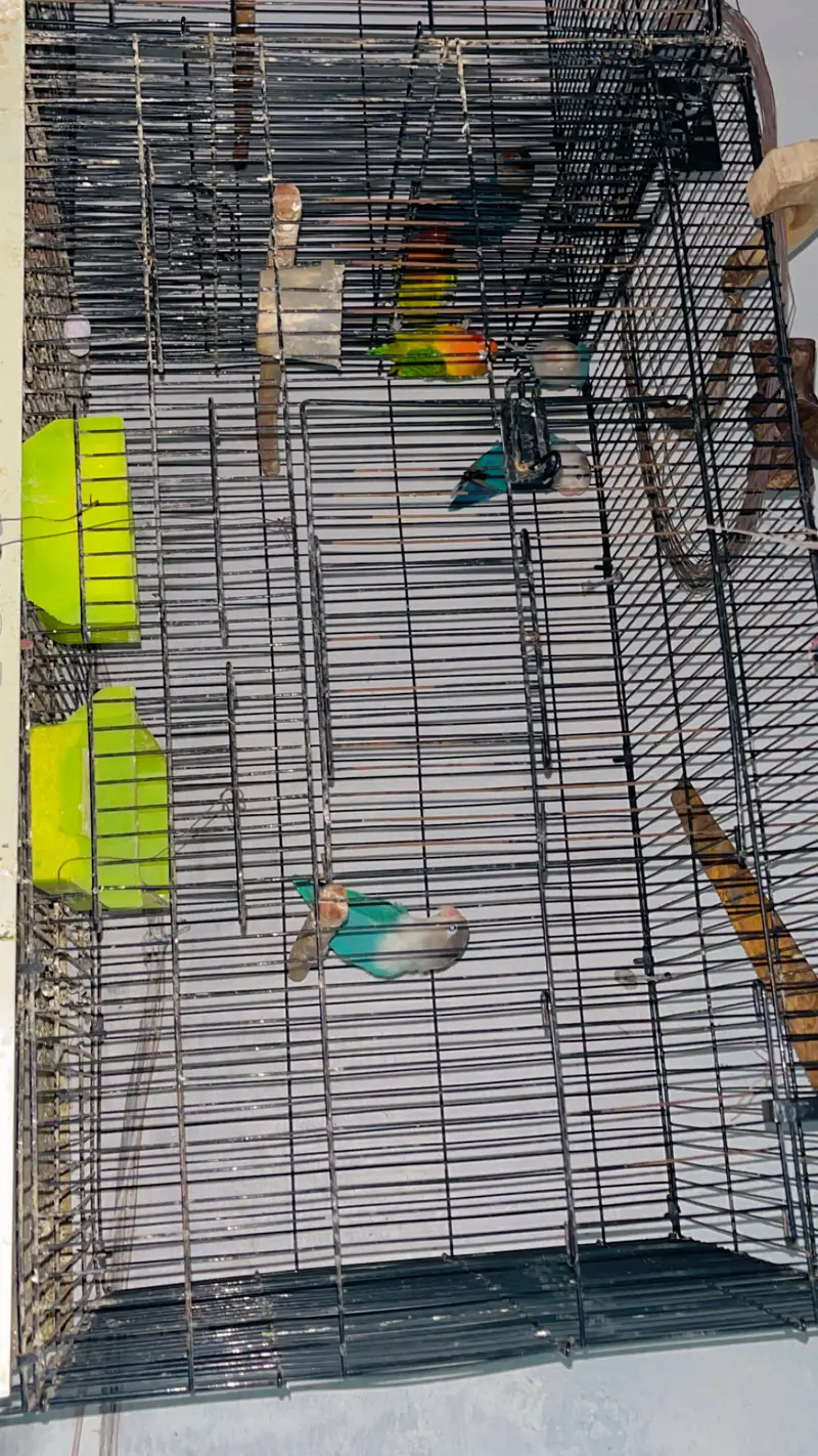 Love birds — photo 3
