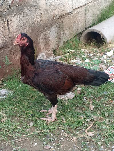 high quality aseel kuruk madi