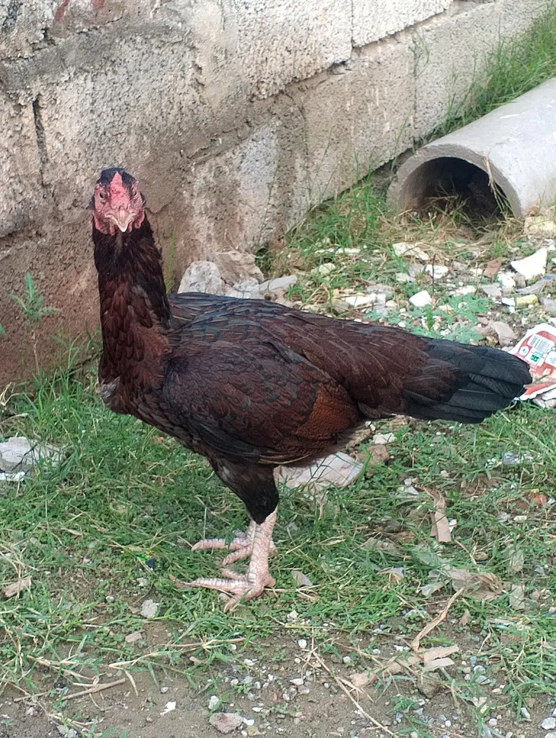 high quality aseel kuruk madi — photo 3