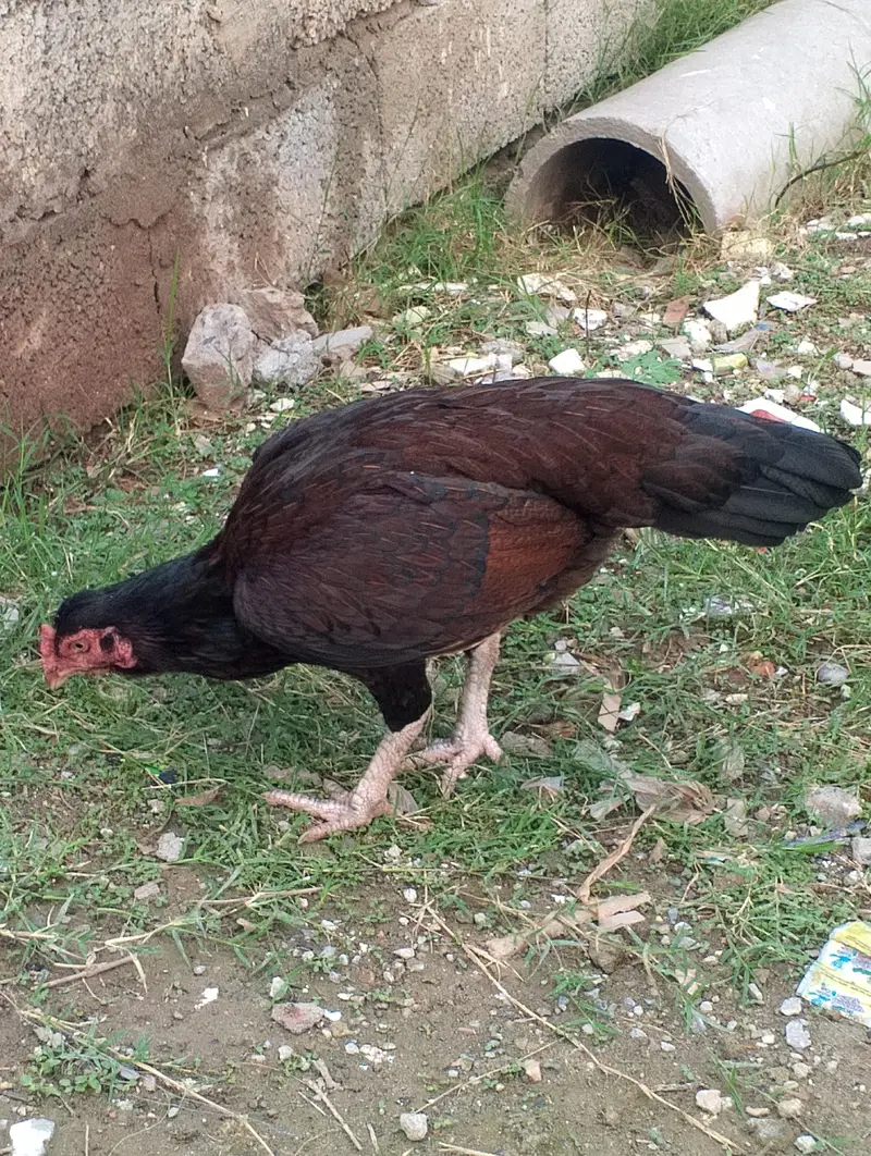 high quality aseel kuruk madi — photo 5