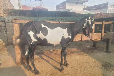 Pure Beetal Guban Goat for Sale ||  Betal Bakri || Sheep
